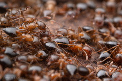 Crematogaster lineolata