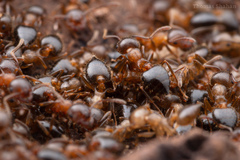 Crematogaster lineolata