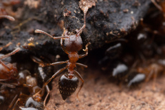 Crematogaster lineolata