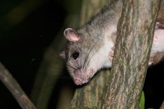 Uromys caudimaculatus