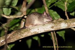 Uromys caudimaculatus