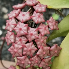 Hoya pubicalyx