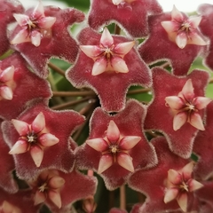 Hoya pubicalyx