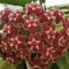 Hoya pubicalyx
