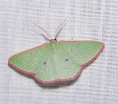 Chlorocoma cadmaria