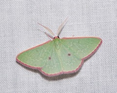 Chlorocoma cadmaria