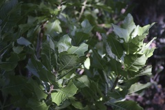 Munzothamnus blairii