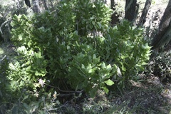 Munzothamnus blairii