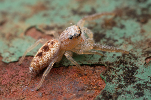 White-jawed Jumping Spider, Oklahoma, US, photo 4 of 10