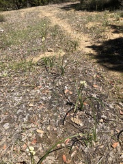 Melanthieae