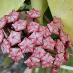 Hoya pubicalyx