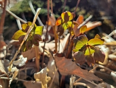 Euphorbia sieboldiana