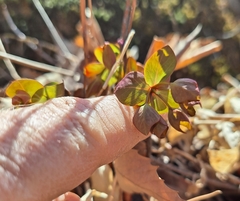Euphorbia sieboldiana