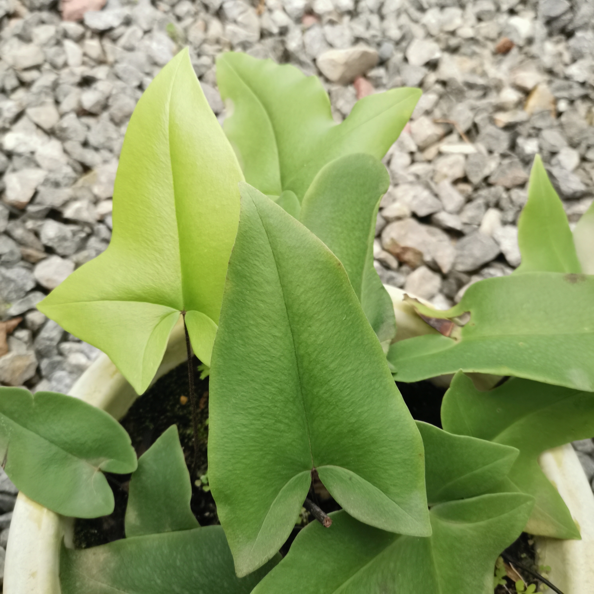 Asplenium delavayi (Franch.) Copel. 2