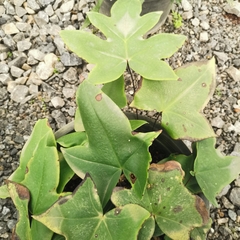 Calciphilopteris ludens