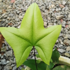 Calciphilopteris ludens