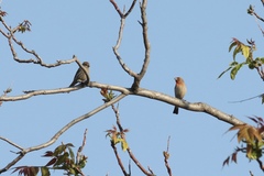 Haemorhous mexicanus