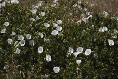 Calystegia macrostegia amplissima