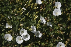 Calystegia macrostegia amplissima