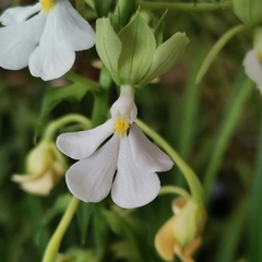Calanthe argenteostriata