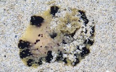 Dendrodoris atromaculata