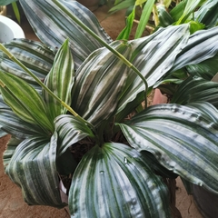 Calanthe argenteostriata