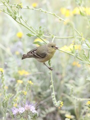Spinus psaltria