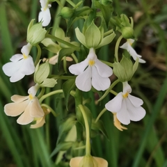 Calanthe argenteostriata