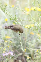 Spinus psaltria