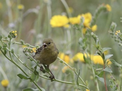 Spinus psaltria