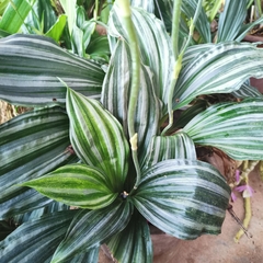 Calanthe argenteostriata