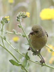 Spinus psaltria
