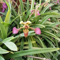 Paphiopedilum hirsutissimum