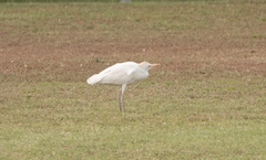 Bubulcus ibis