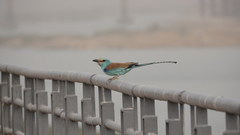 Coracias abyssinicus