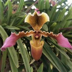 Paphiopedilum hirsutissimum