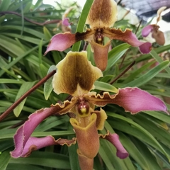 Paphiopedilum hirsutissimum
