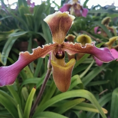 Paphiopedilum hirsutissimum