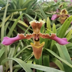 Paphiopedilum hirsutissimum
