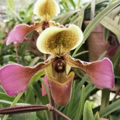 Paphiopedilum hirsutissimum