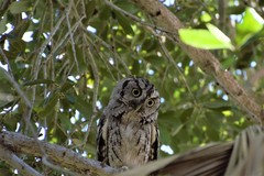 Megascops asio mccallii