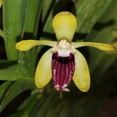Vanda cristata