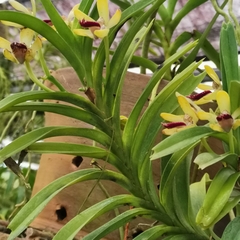 Vanda cristata