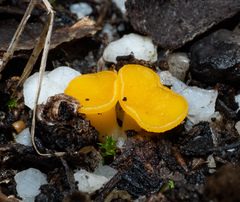 Phaeohelotium baileyanum