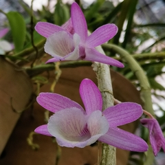 Dendrobium polyanthum