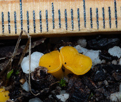 Phaeohelotium baileyanum