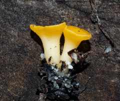 Phaeohelotium baileyanum