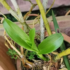 Dendrobium polyanthum