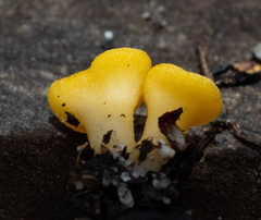 Phaeohelotium baileyanum