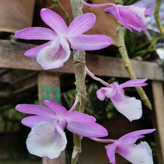 Dendrobium polyanthum
